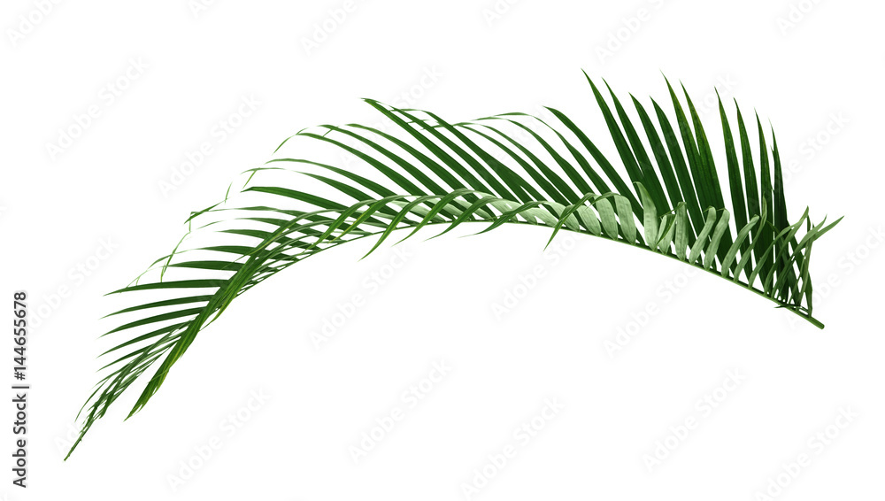 Palm leaf on white background Palm leaf on white background
