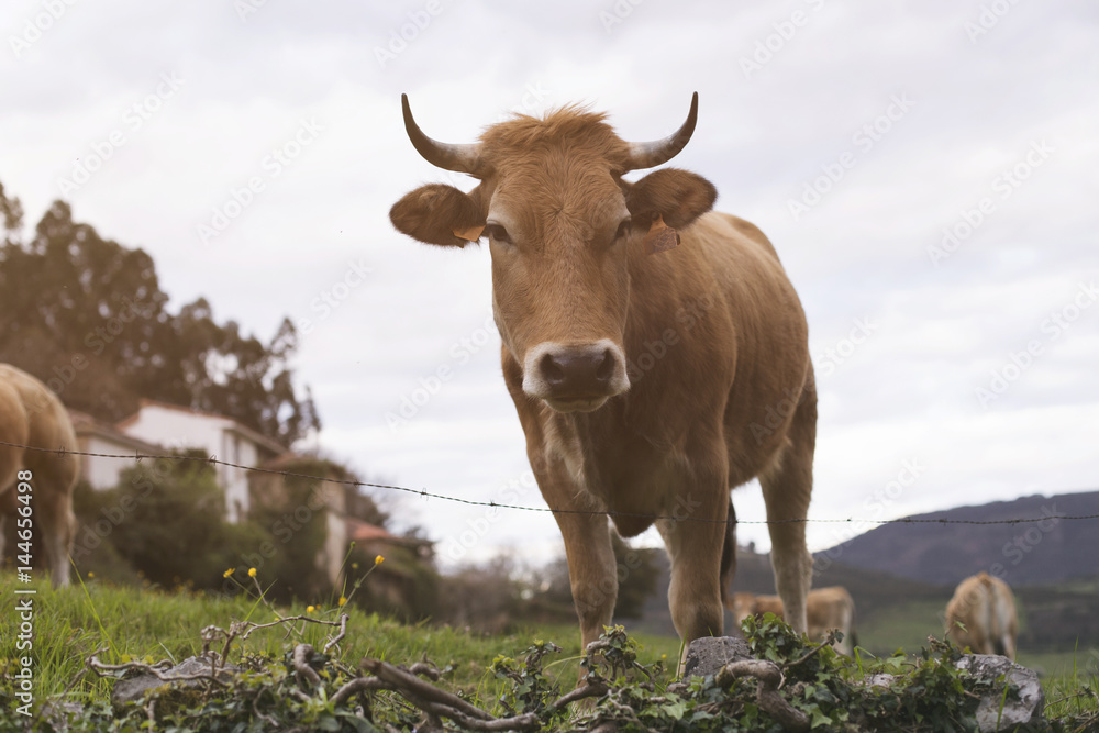 Cow Cow