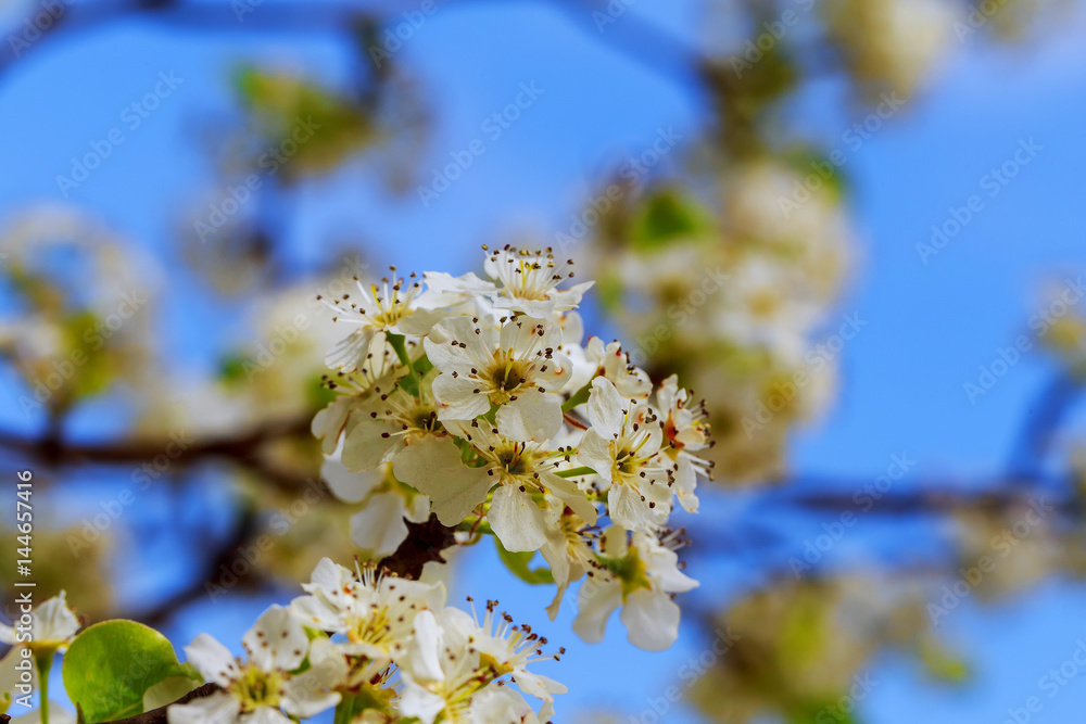 apple blossoms in spring on white background apple blossoms in spring on white background