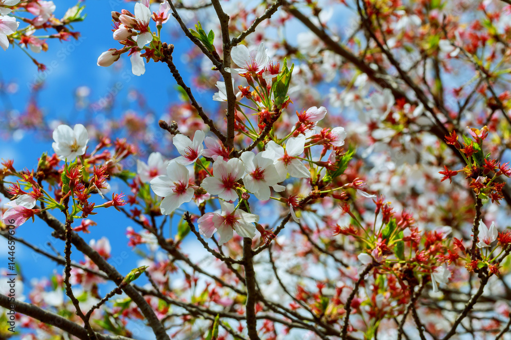 Beautiful flowering Japanese cherry - Sakura. Background with flowers . Beautiful flowering Japanese cherry - Sakura. Background with flowers .