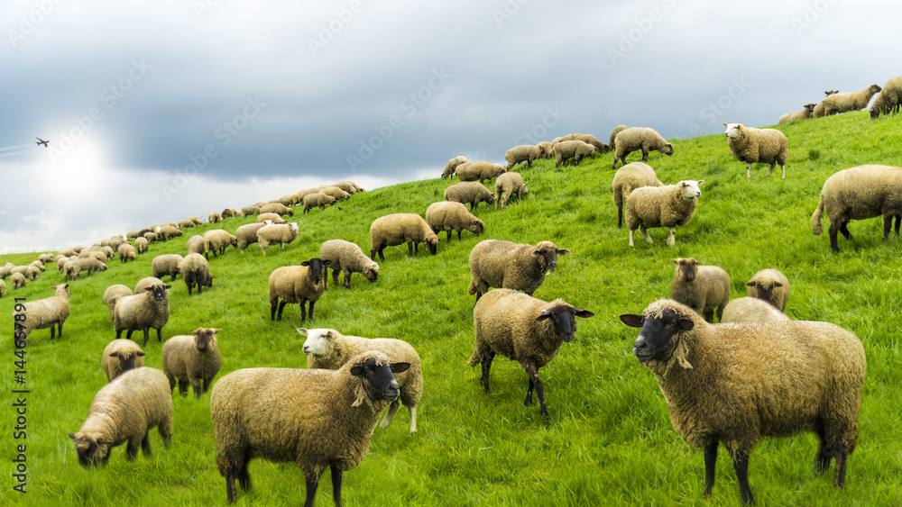 Sheeps in nature on green meadow