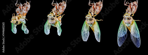 蝉の羽化(cicada) photo
