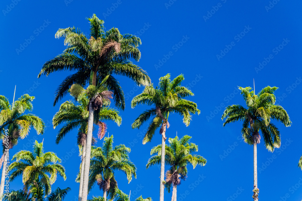 Tall palms in Botanical Garden of Rio de Janeiro, Brazil