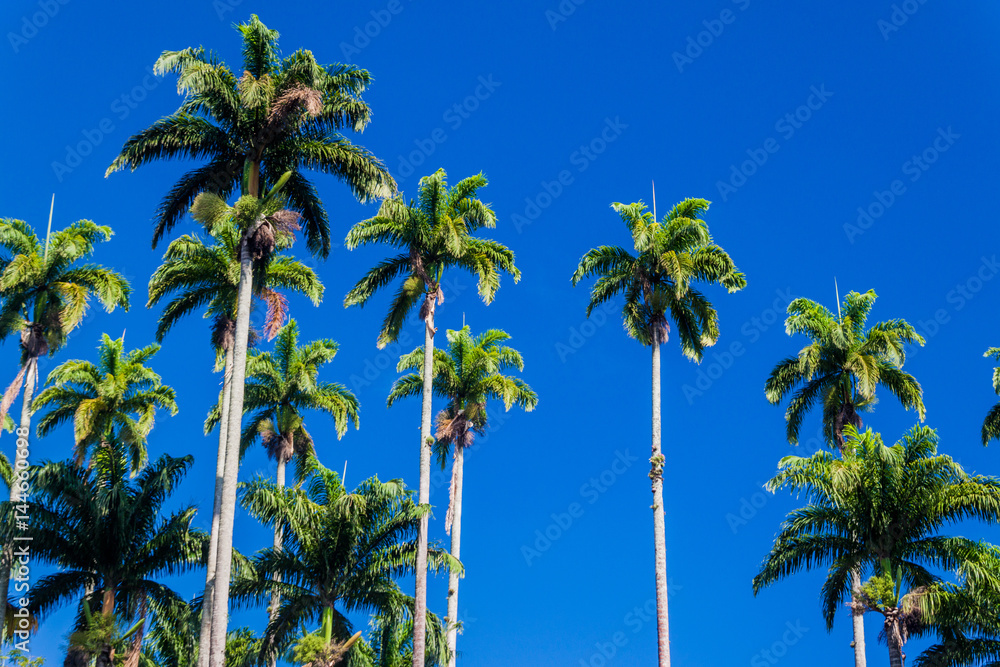 Tall palms in Botanical Garden of Rio de Janeiro, Brazil