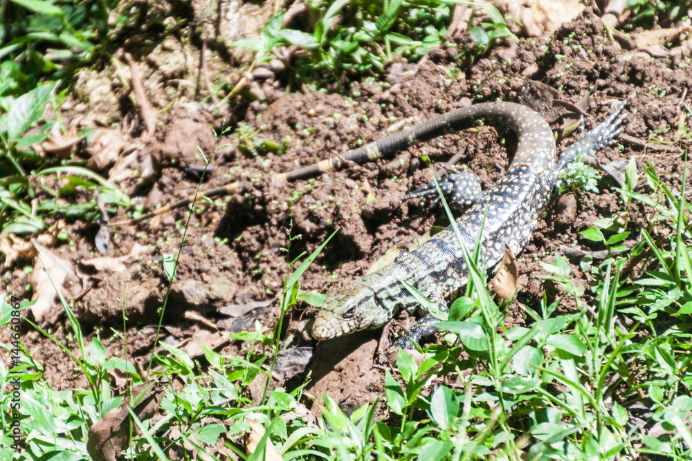 Lizard in National Park Iguacu, Brazil Lizard in National Park Iguacu, Brazil