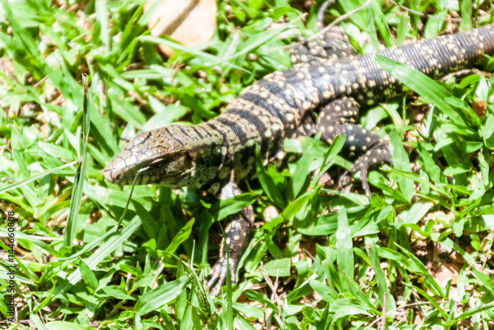 Lizard in National Park Iguacu, Brazil Lizard in National Park Iguacu, Brazil