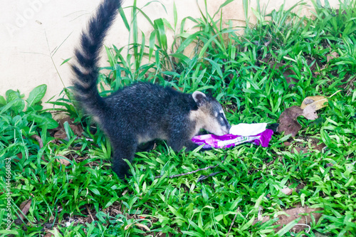 Coati eats a packed snack at Iguacu (Iguazu) falls on a border of Brazil and Argentina © Matyas Rehak