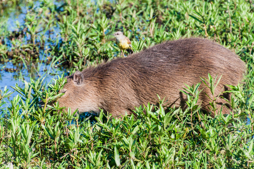 Capybara with flycatcher on its back, Esteros del Ibera, Argentina