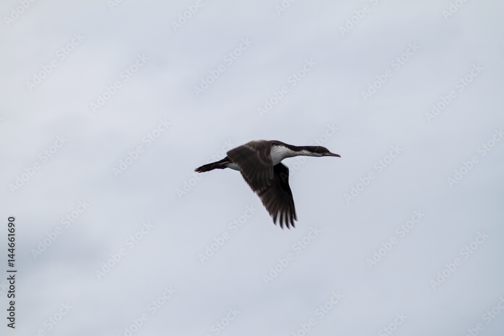 Fototapeta premium Cormorant near Punta Arenas, Chile
