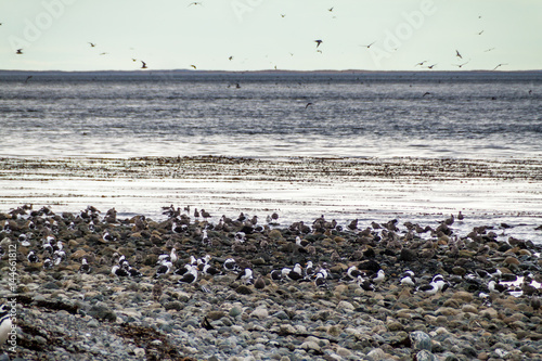 Kelp gulls (Larus dominicanus) on Isla Magdalena, Chile
