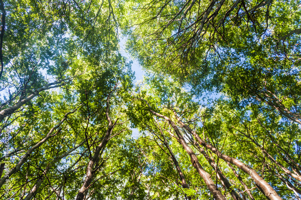 Fototapeta premium Forest in National Park Tierra del Fuego, Argentina