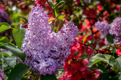 Valokuva ensemble de fleur violette et rouge , lilas et cognassier du japon