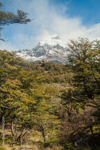 Forest in National Park Los Glaciares, Patagonia, Argentina