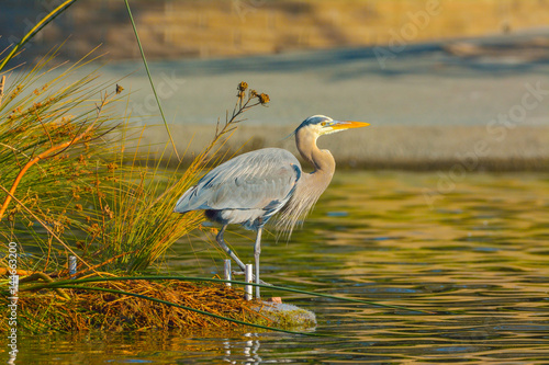 Blue Heron wading in reeds