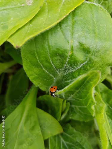 Ladybug © Josh