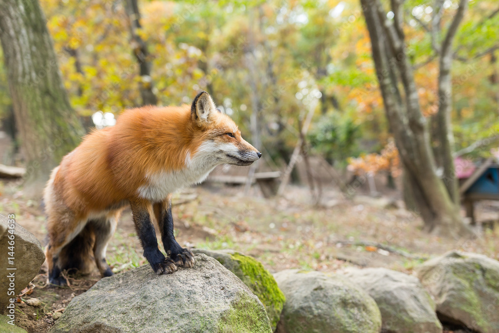 Fototapeta premium Red fox standing on rock