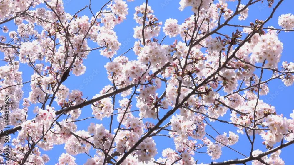 4K・青空と桜・_4-305 4K・青空と桜・_4-305