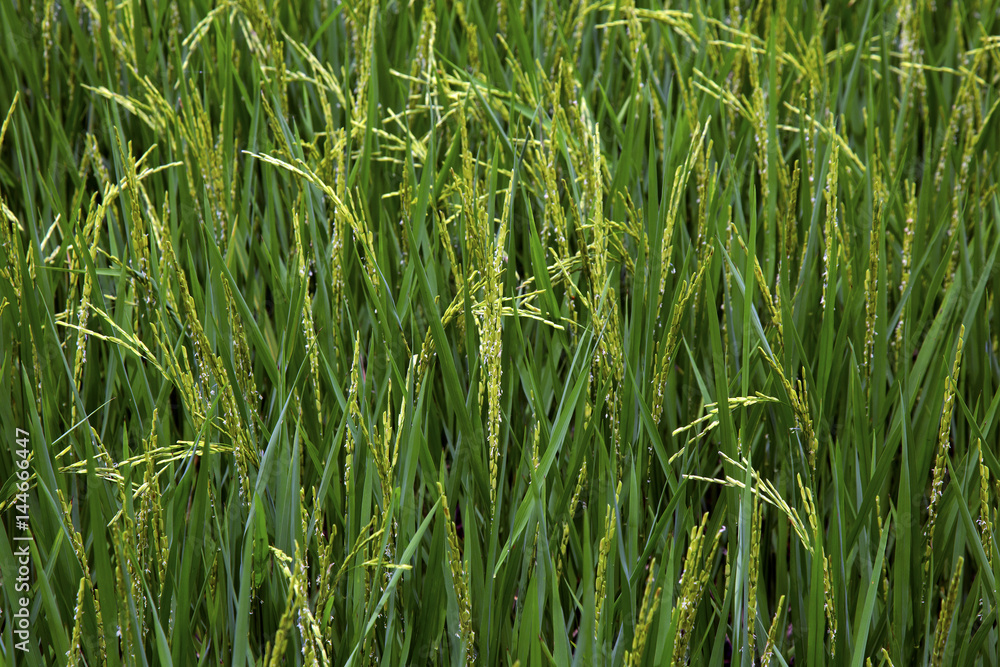 rice paddy , Paddy field rice paddy , Paddy field