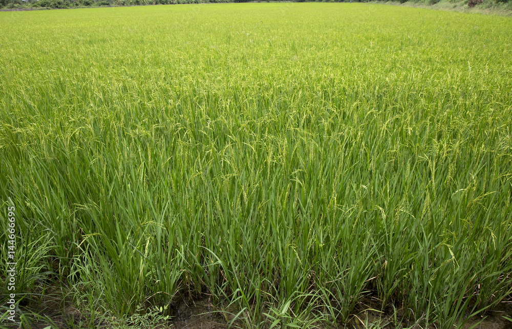 Obraz premium rice paddy , Paddy field