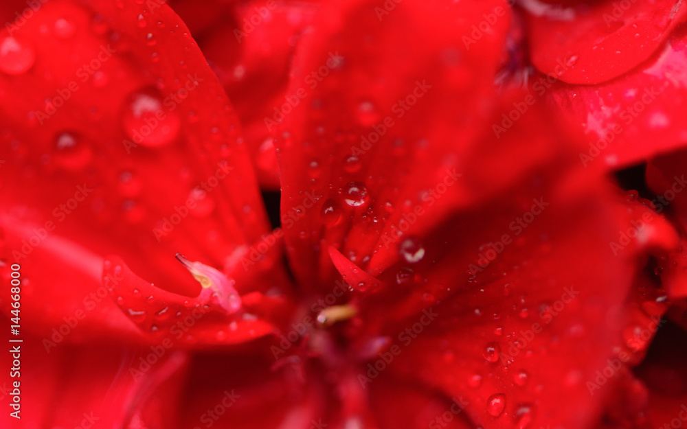 Vibrant juicy red floral background with fresh raindrops Vibrant juicy red floral background with fresh raindrops
