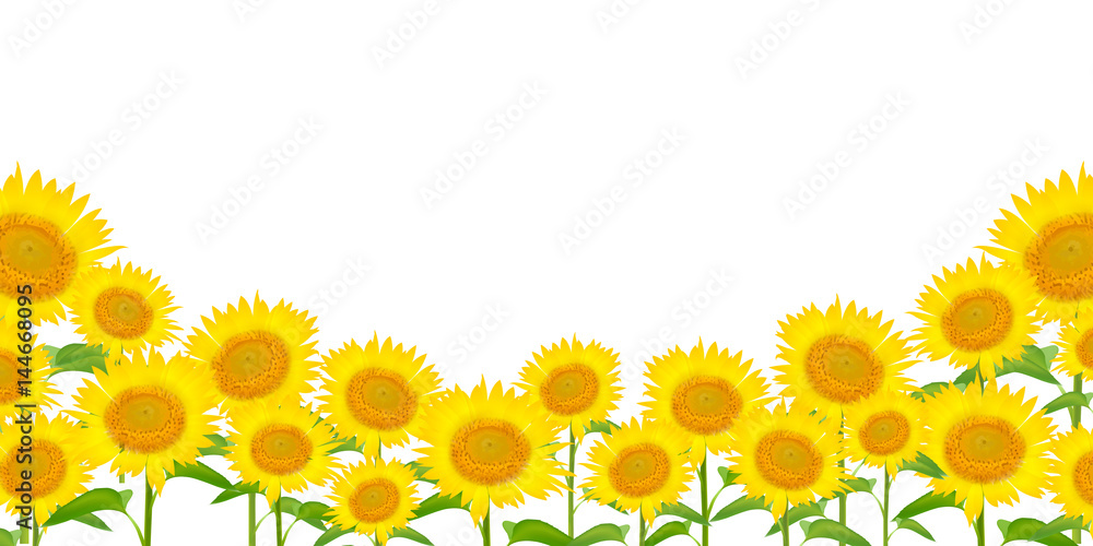 Fototapeta premium ひまわり 夏 花 背景 