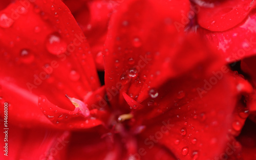 Vibrant juicy red floral background with fresh raindrops