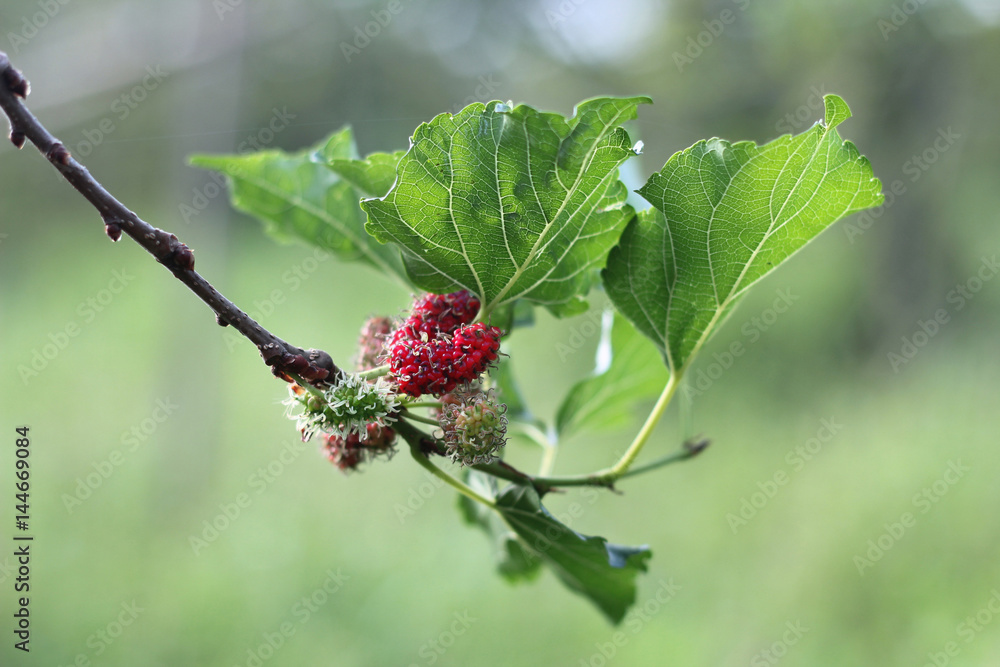 Black ripe and unripe mulberries (red and green) on the branch. Black ripe and unripe mulberries (red and green) on the branch.