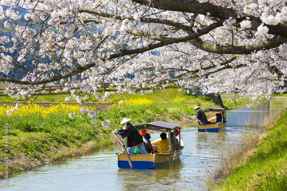 Naklejka premium 近江八幡の水郷めぐり