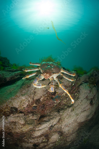 king crab in the deep sea