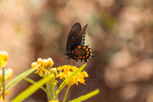 Spicebush swallowtail butterfly, Pterourus troilus photo