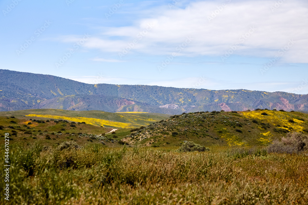 California Wildflowers Carrizo Plains