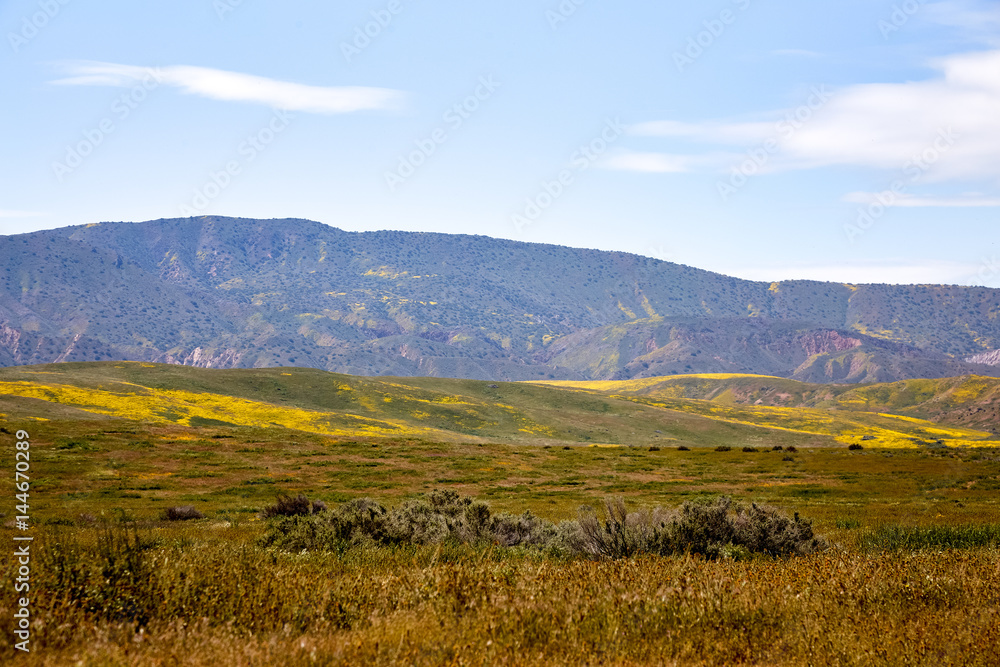 California Wildflowers Carrizo Plains