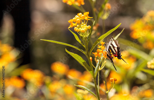 Zebra swallowtail butterfly, Eurytides marcellus photo