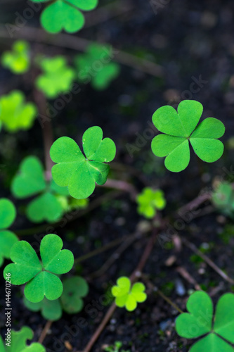 Three leaf clovers in the forest
