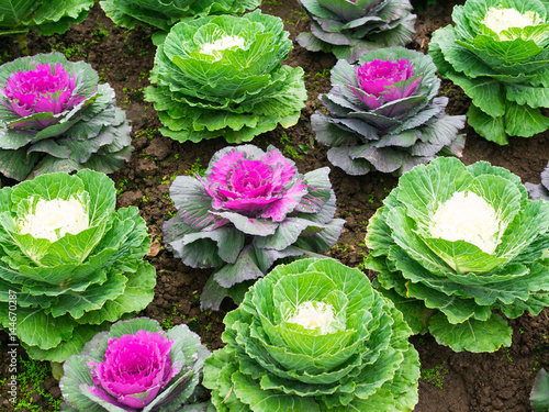 Close up of  decorative cabbage, ornamental cabbage plants.