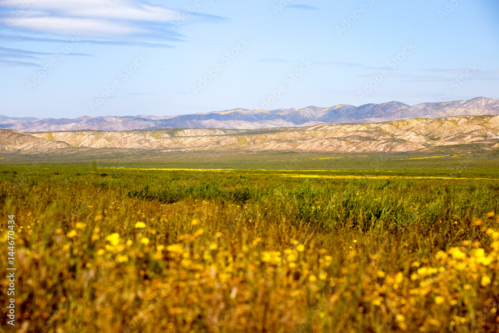 California Wildflowers Carrizo Plains