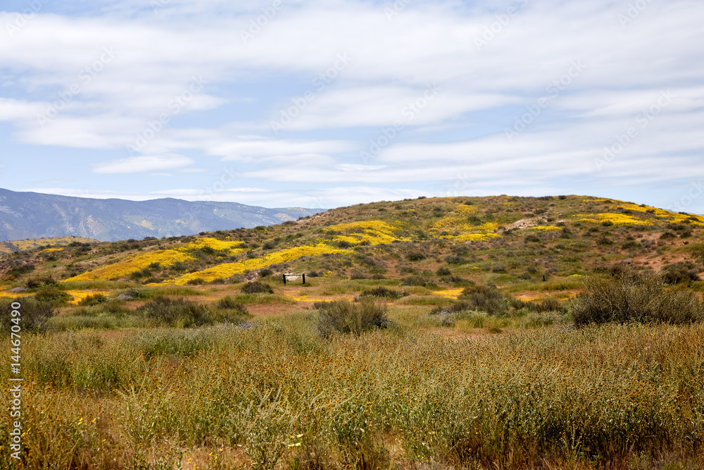 Fototapeta premium California Wildflowers Carrizo Plains