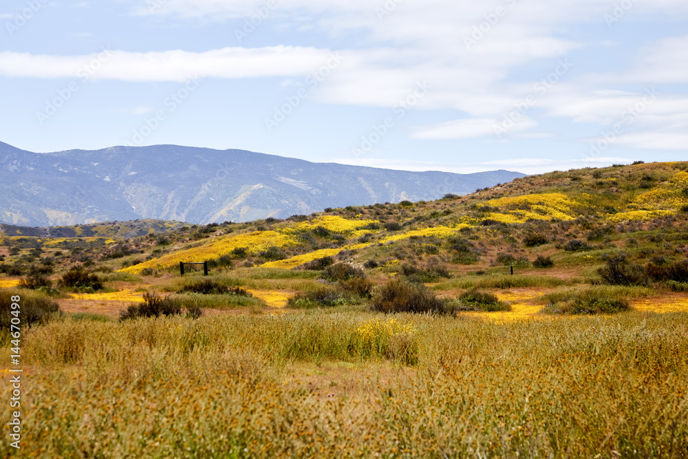 California Wildflowers Carrizo Plains