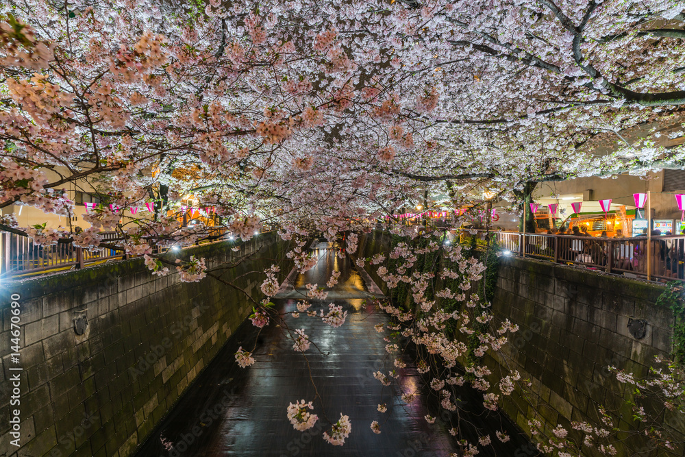 Cherry blossom or Sakura at Meguro Canal in Tokyo, Japan

