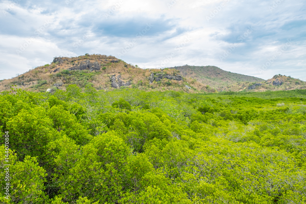 Obraz premium Mangrove forest with mountain and blue sky ,Study natural trails