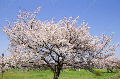 満開の桜の木