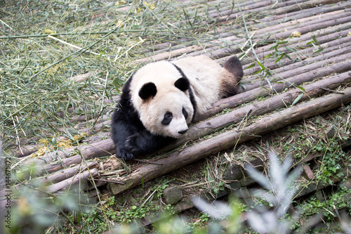 Fototapeta Naklejka Na Ścianę i Meble -  panda in park