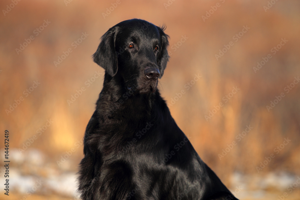 Flat coated retriever. Dog sitting outdoor. Flat coated retriever. Dog sitting outdoor.