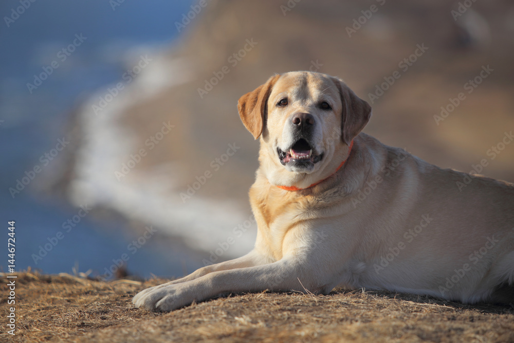 Labrador Retriever. The dog lies on the edge of the cliff.