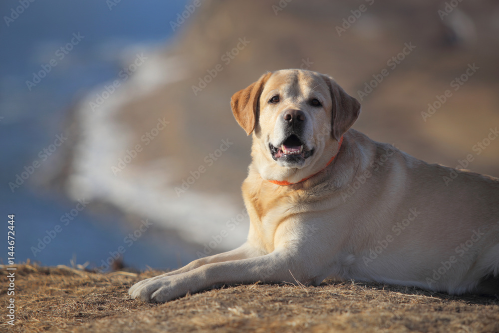 Labrador Retriever. The dog lies on the edge of the cliff. Labrador Retriever. The dog lies on the edge of the cliff.