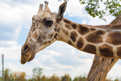 Giraffe walking in park  head and neck.