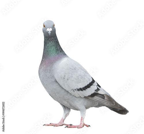 close up full body of speed racing pigeon bird looking to camera isolate white background