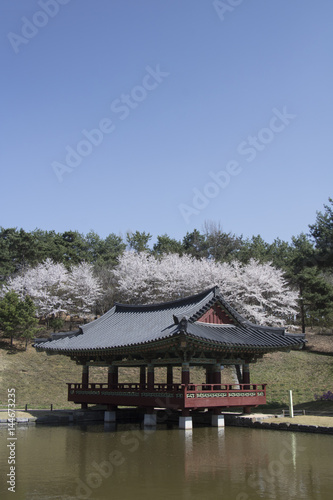 Wallpaper Mural Beautiful  Cherry Blossom Torontodigital.ca