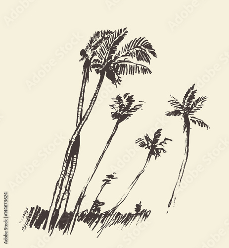 Silhouette of palm trees drawn vector sketch.