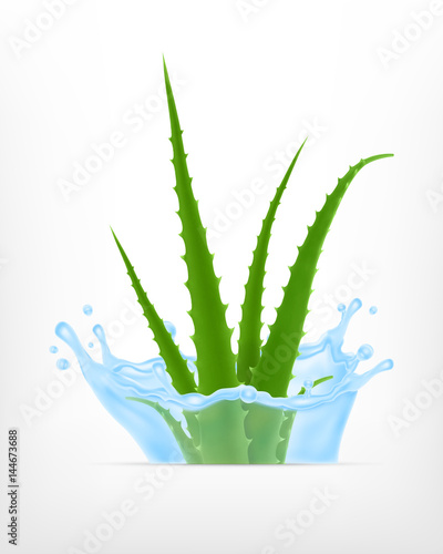 Aloe with water splash
